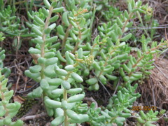 Sedum album