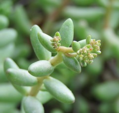 Sedum album