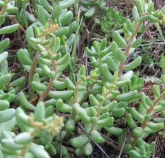Sedum album