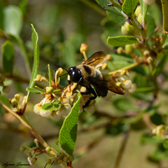 Xylocopa virginica krombeini