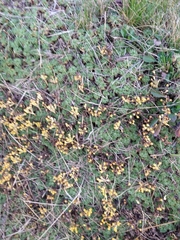 Azorella trifurcata
