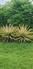 Agave sisalana