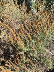 Seriphium cinereum