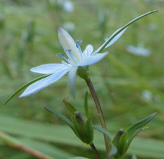 Lomatogonium rotatum
