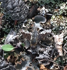 Hemipenthes morioides