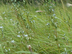 Lomatogonium rotatum