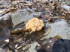 Aplidium coei