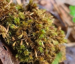 Ulota bruchii