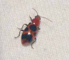 Metacyclini