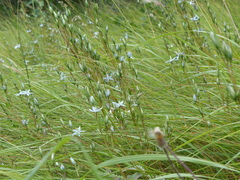 Lomatogonium rotatum