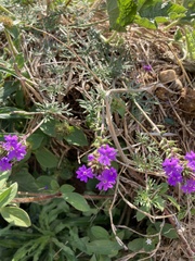 Glandularia aristigera