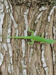 Anolis carolinensis