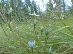 Lomatogonium rotatum