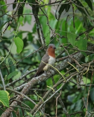 Coccycua pumila