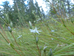 Lomatogonium rotatum