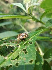 Chinavia marginata