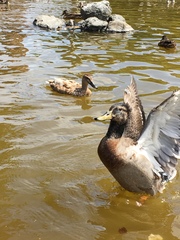 Anas platyrhynchos