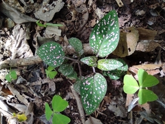 Hypoestes phyllostachya