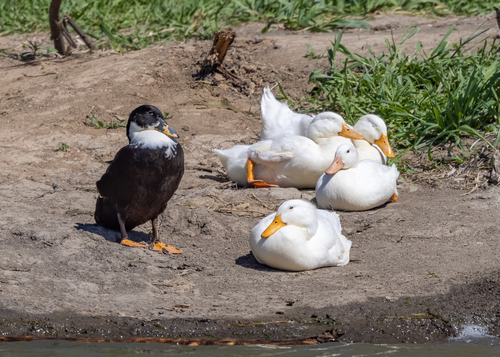 Domestic Mallard photographed in Nebraska