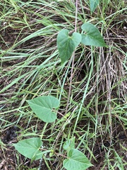 Funastrum cynanchoides