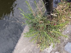 Senecio inaequidens