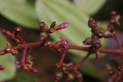 Miconia blakeifolia