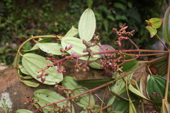 Miconia blakeifolia