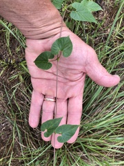 Funastrum cynanchoides