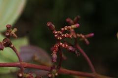 Miconia blakeifolia