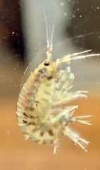 Gammarus tigrinus