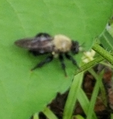 Laphria flavicollis