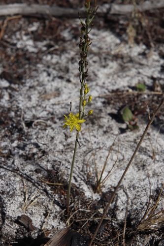 Bulbine favosa