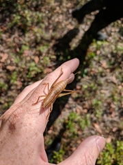 Belocephalus