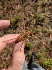 Belocephalus