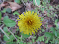 Taraxacum officinale