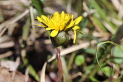 Taraxacum palustre