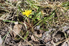 Taraxacum palustre