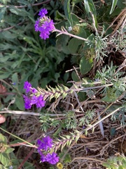 Glandularia aristigera