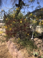 Erythrostemon mexicanus