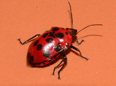 Augocoris gomesii