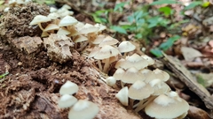 Filoboletus