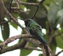 Colibri serrirostris