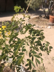 Erythrostemon mexicanus