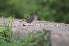 Prunella modularis occidentalis