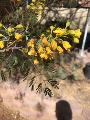 Erythrostemon mexicanus