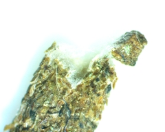 Zamopsyche commentella