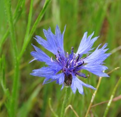 Centaurea cyanus