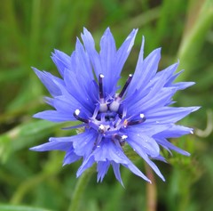 Centaurea cyanus