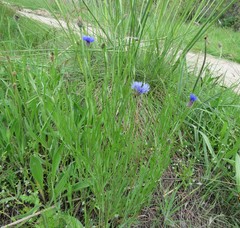 Centaurea cyanus