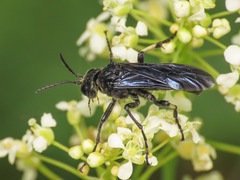Tenthredo bifasciata